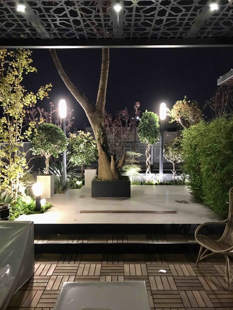 درخت یوکا کهنسال