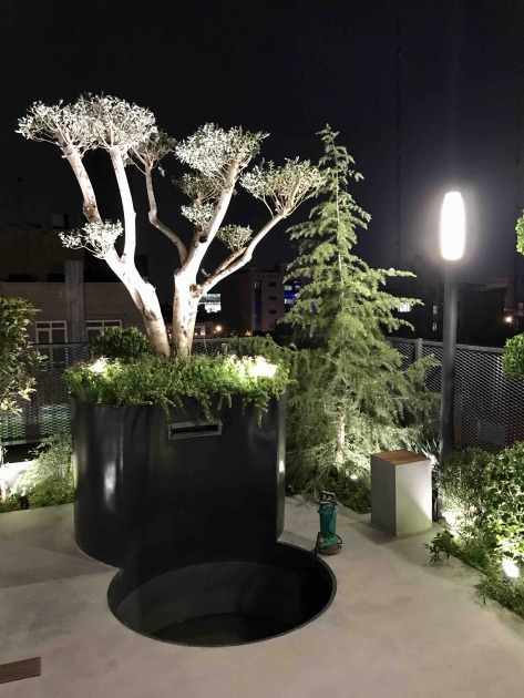 درخت زیتون و درخت سدروس دئودرا