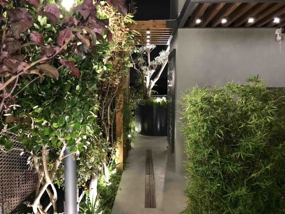 درخت پروتیا پرسیکا 